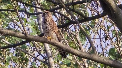 Eurasian Kestrel