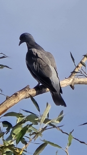 Common Wood-Pigeon