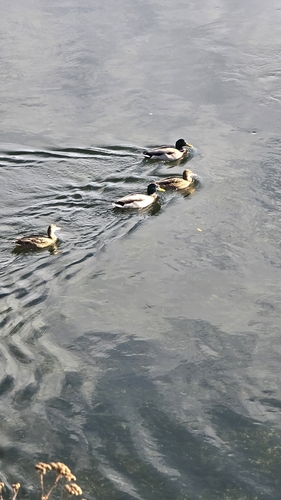 Mallard