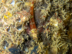 Enneapterygius atrogulare