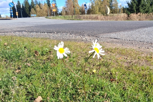 scentless mayweed