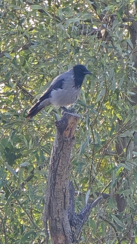 Hooded Crow
