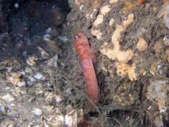 Aspasmogaster costata