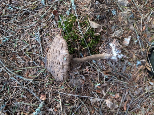 Olive Shaggy Parasol