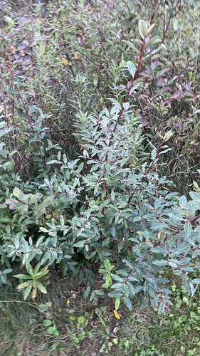 autumn olive