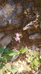 Orchis anatolica