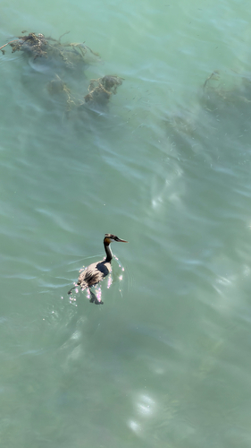 Great Crested Grebe