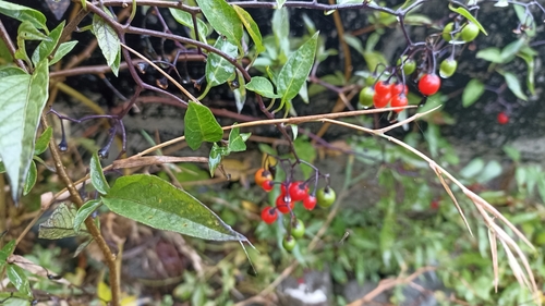bittersweet nightshade