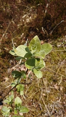 Salix lanata