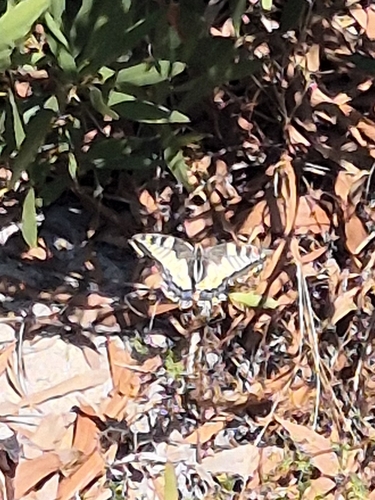 Old World Swallowtail