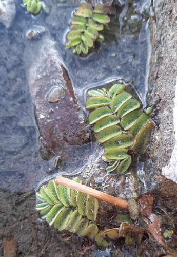 floating fern