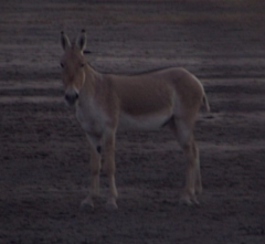 Equus hemionus khur