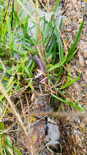 Garden Snail