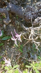Orchis anatolica