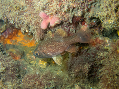 Vincentia novaehollandiae