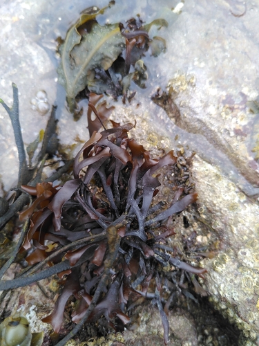 false Irish moss