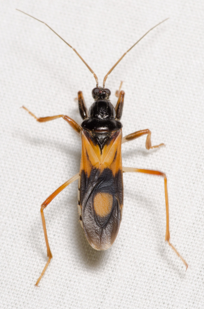 Rasahus biguttatus