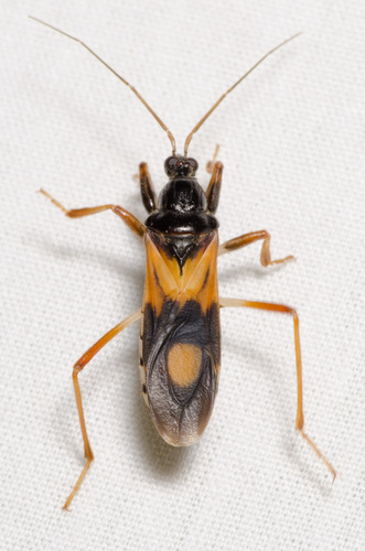 Rasahus biguttatus