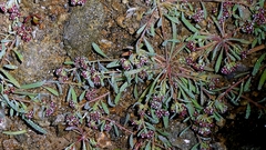 Corrigiola litoralis, photograph author not stated, no rights reserved