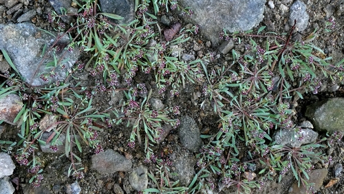 Corrigiola litoralis, photograph 5