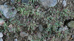 Corrigiola litoralis, photograph author not stated, no rights reserved