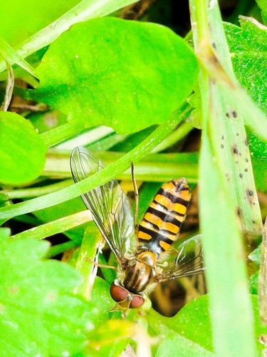Marmalade Hover Fly