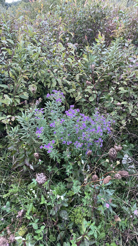 New England aster
