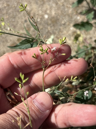 Boerhavia erecta, photograph 4
