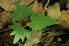 Tilia amurensis