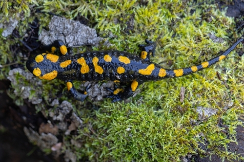 Fire Salamander