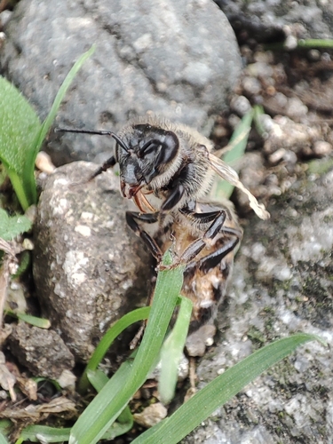 Western Honey Bee
