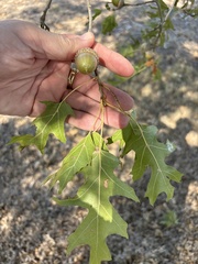 Quercus shumardii