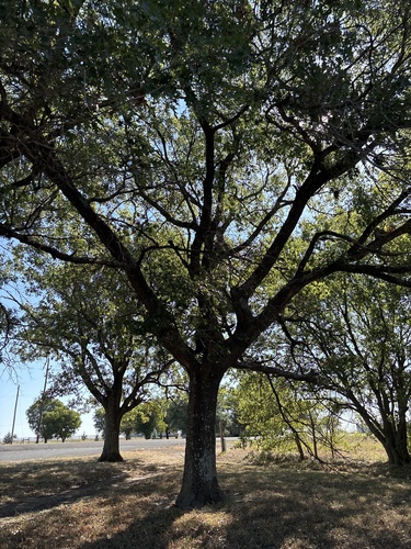 Quercus shumardii, photograph 2