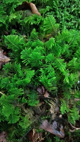 Ostrich-plume Moss