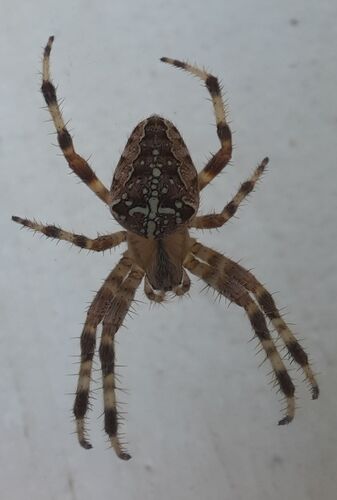 Cross Orbweaver