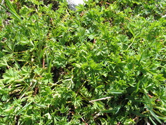Alchemilla pentaphyllea