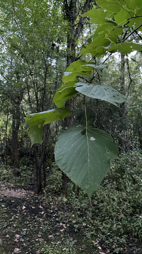 basswood