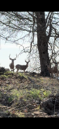 Mule Deer