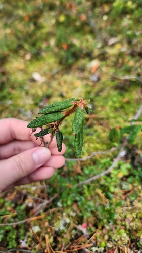 Bog Labrador Tea