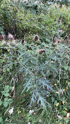field thistle