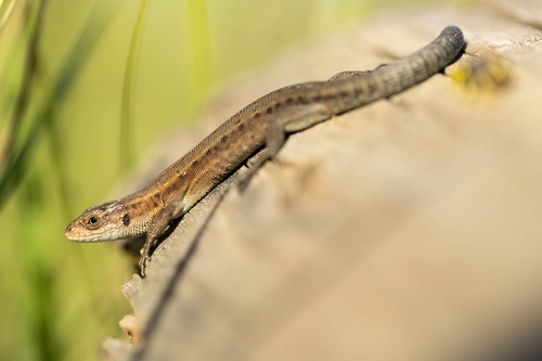 Viviparous Lizard