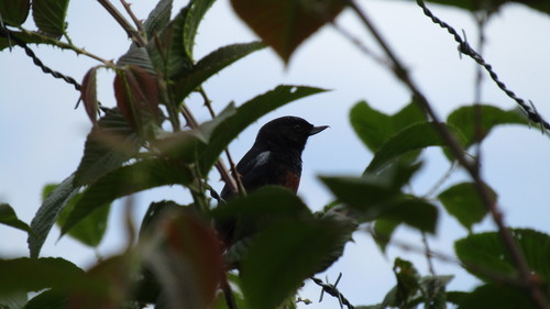 Merida Flowerpiercer (Diglossa gloriosa), photo 4