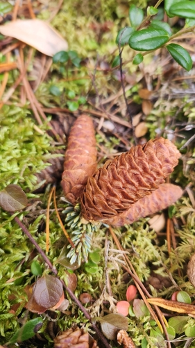 white spruce