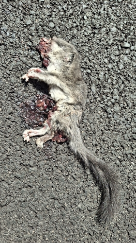 European Fat Dormouse