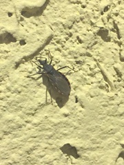 Triatoma rubida