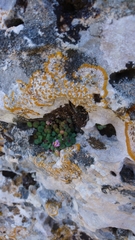 Cymbalaria microcalyx