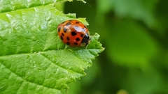 Harmonia axyridis