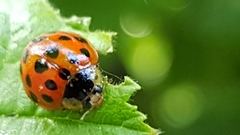 Harmonia axyridis