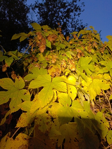 common hops