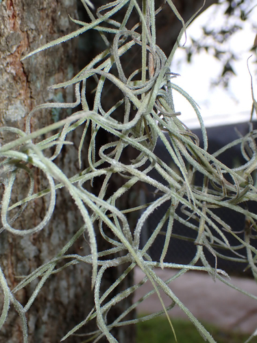 Tillandsia usneoides